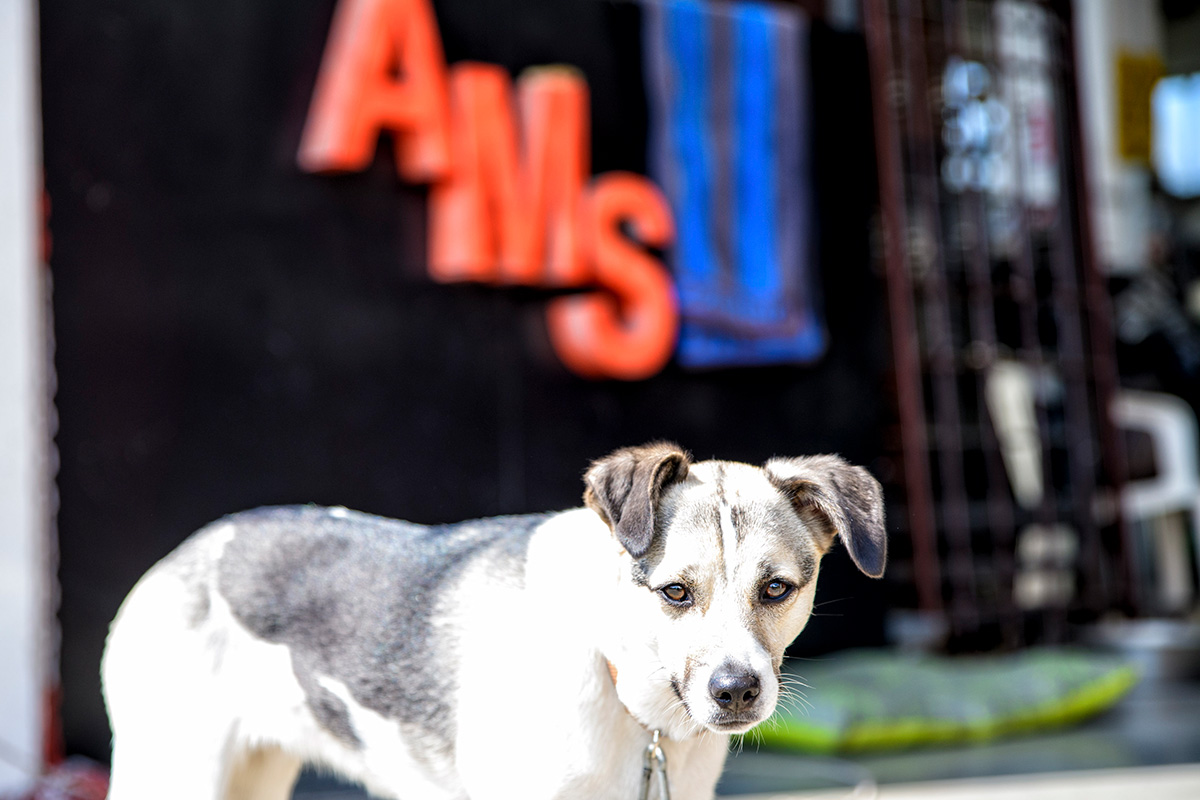 Al momento stai visualizzando La carpenteria metallica di AMS Welding ha una mascotte